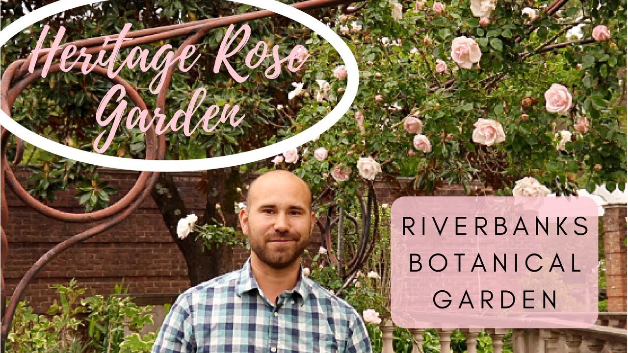Heritage Rose Garden At Riverbanks Botanical Garden 🌹😍 / Colorful Gardener