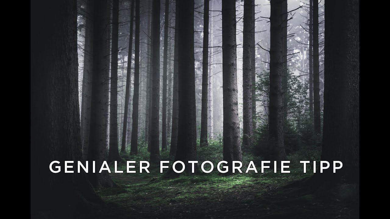 GENIALER Fotografie Tipp + Waldfotografie im Nebel