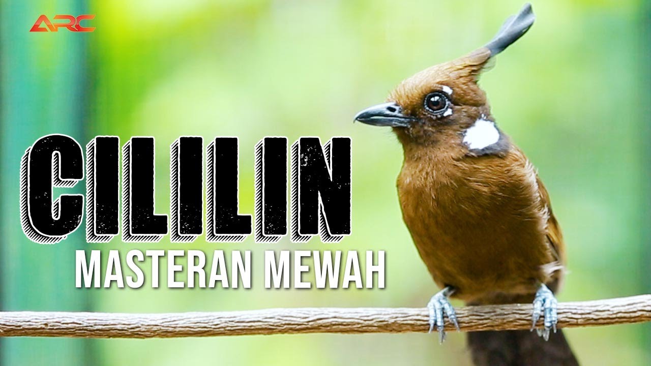 CILILIN GACOR MASTERAN WAJIB BURUNG KICAU