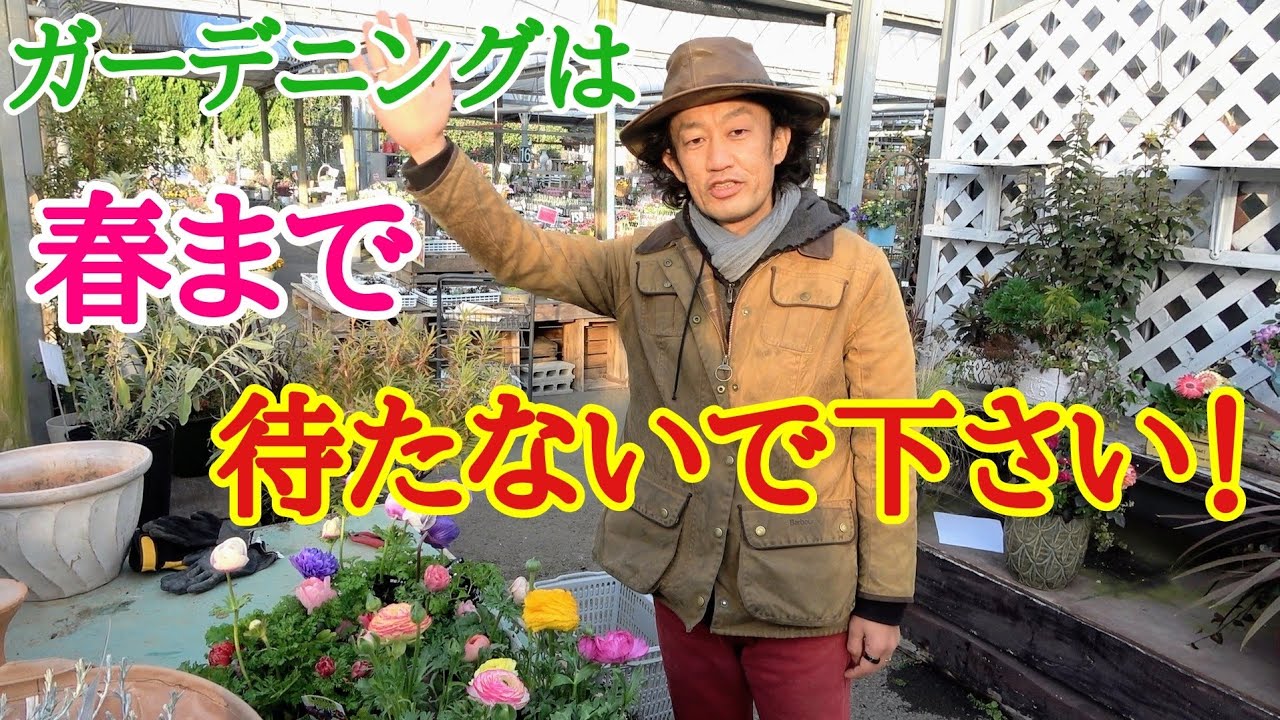 知らないと損　毎年楽しめるアネモネ・ラナンキュラス教えます　【ガーデニング】【初心者】【寄せ植え】【育て方】