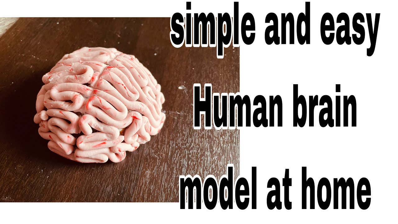 DIY Brain model with home made clay/brain model for school project in Kannada