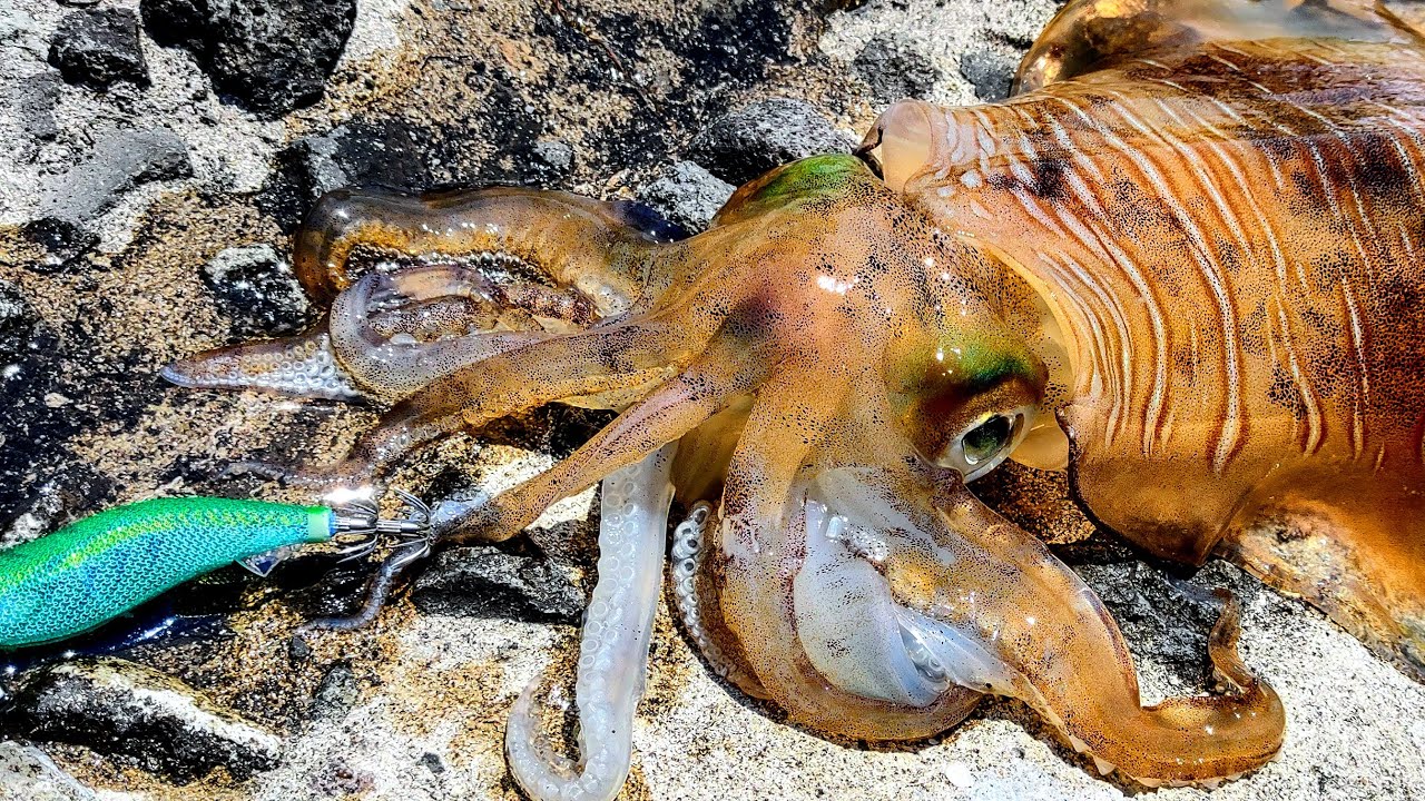 誰もいない堤防でモンスターアオリが連発するこの釣りがすごかった