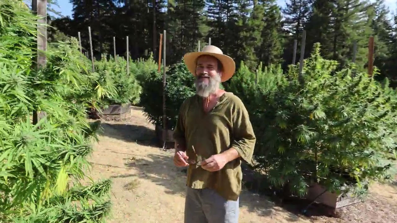 Getting New Camera Dialed in - Now need to perfect bud close-up focus!  10/4/24