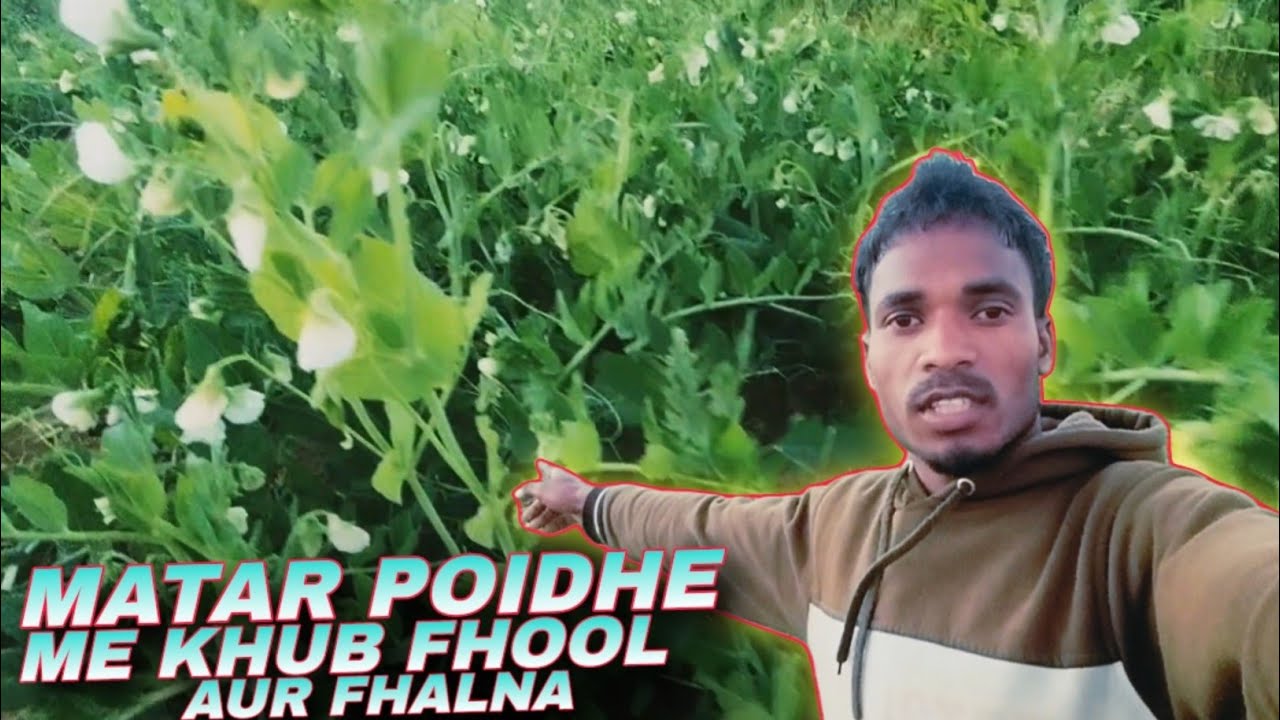 Matar Ke Poidhe Me Khub Fhool Aur Matar Fhalna Shuru 🌿