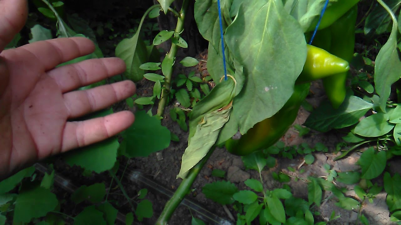 Ofilirea ardeilor(ofilirea vasculara la ardei)