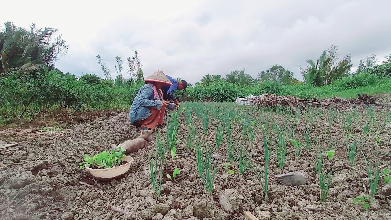AKTIVITAS SORE HARI INI BERSAMA PAK JUMIRAN TANAM SAWI