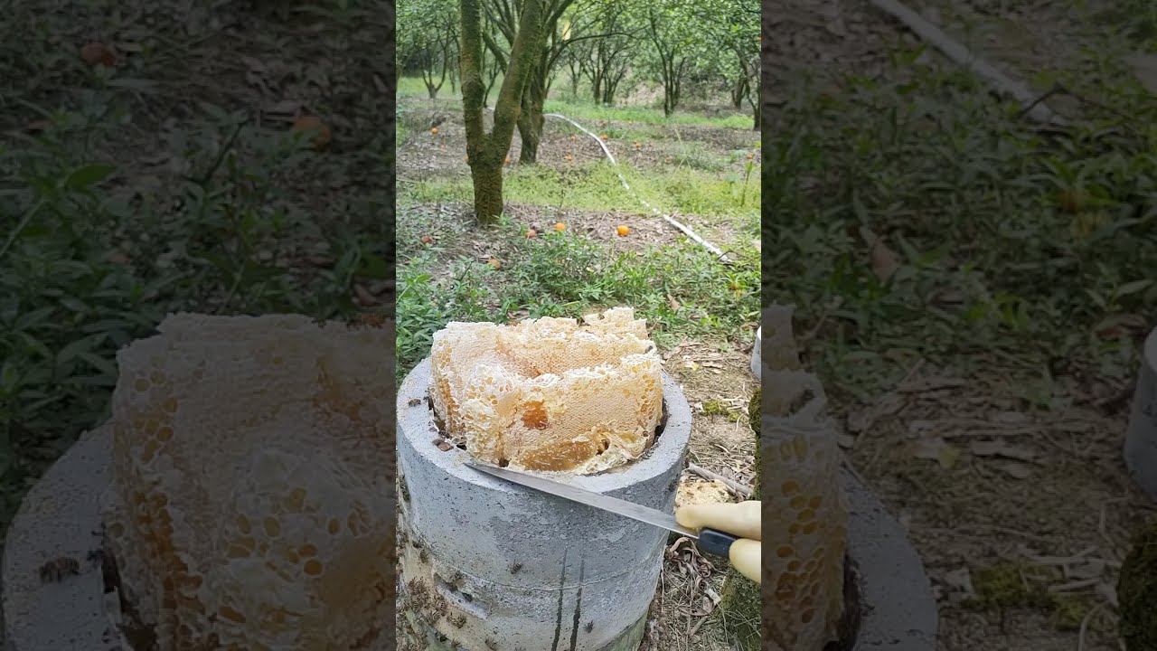 我的水泥圆形格子蜂箱怎样取蜂蜜。#快成长计划 #潮流生活成长之星 #我的乡村生活