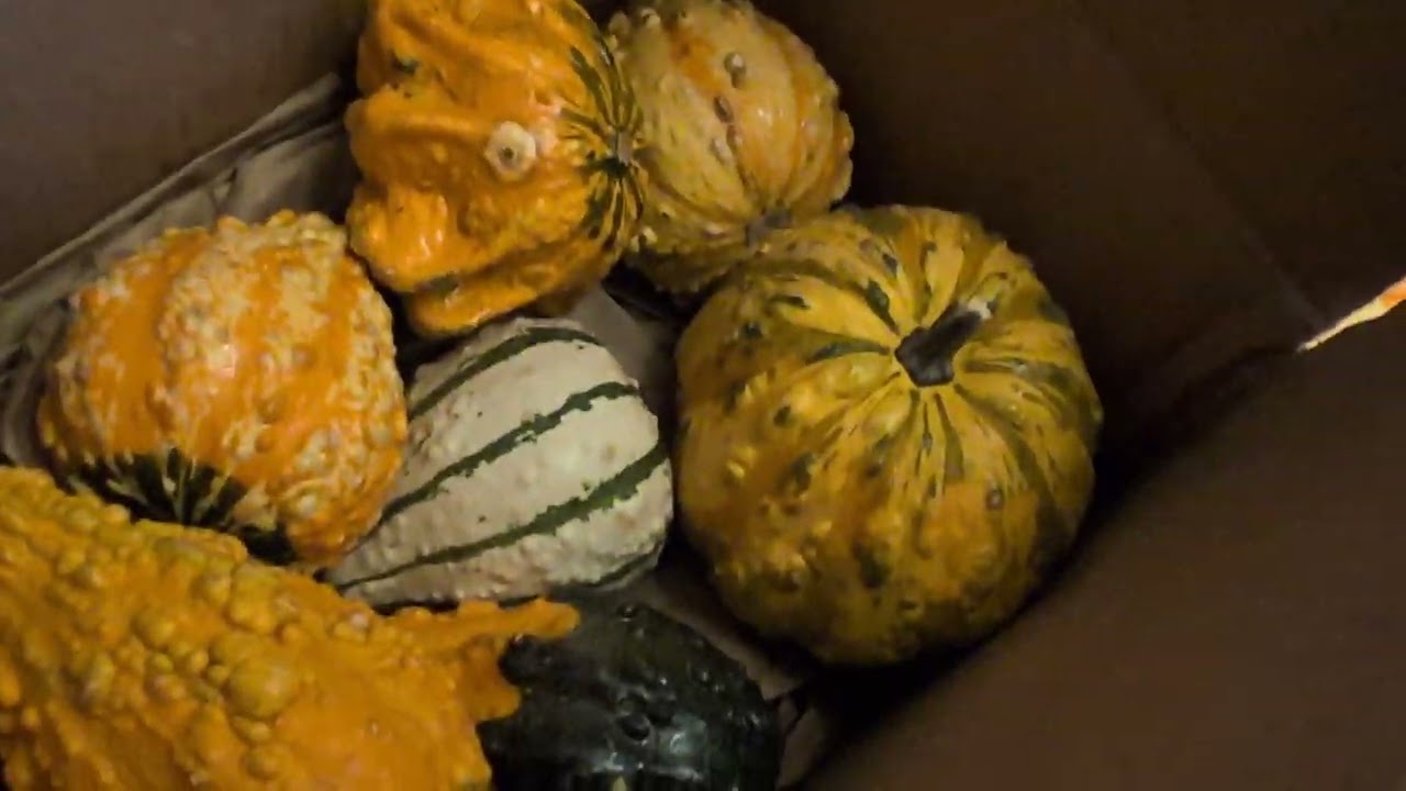 Second video showing my gouds and pumpkins
