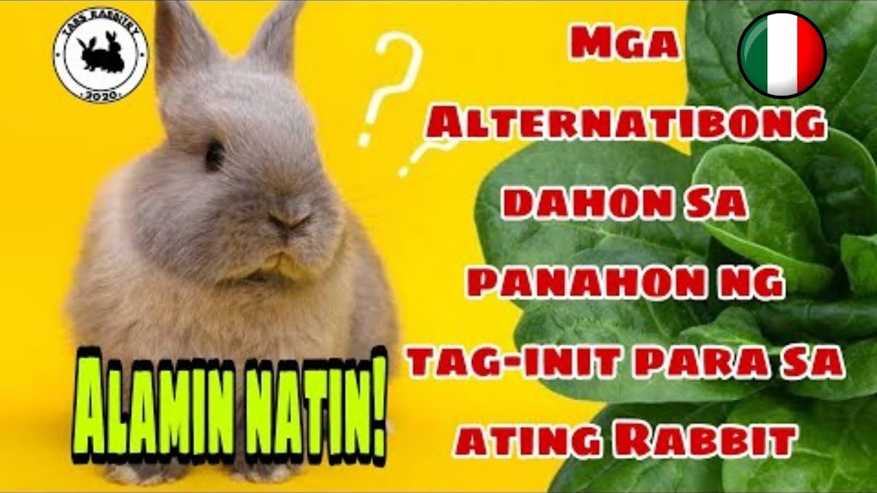 Mga Alternatibong dahon para sa rabbit sa panahon ng tag-init|What leafy greens are safe for rabbits