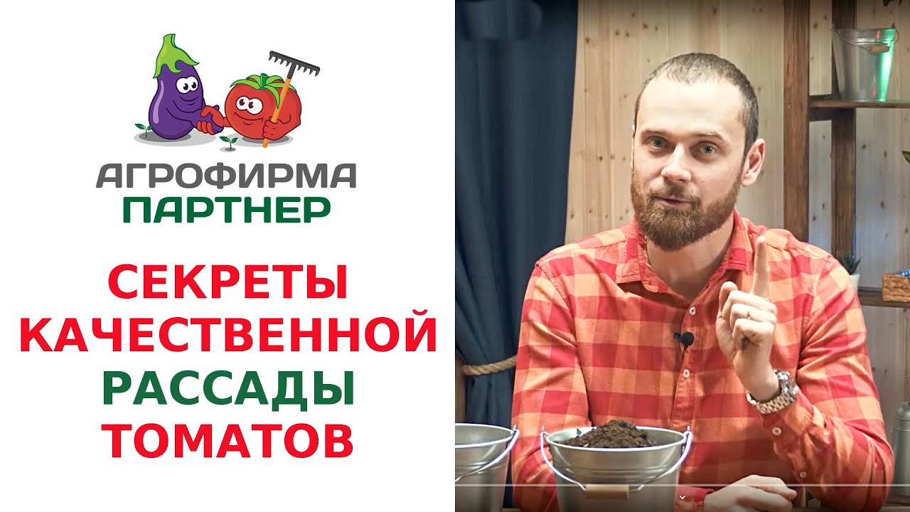 СЕКРЕТЫ КАЧЕСТВЕННОЙ РАССАДЫ ТОМАТОВ