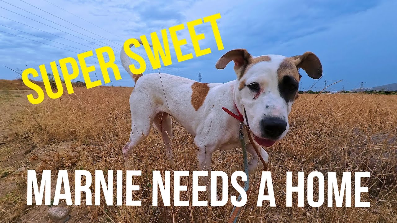 Super sweet Marnie has been adopted!