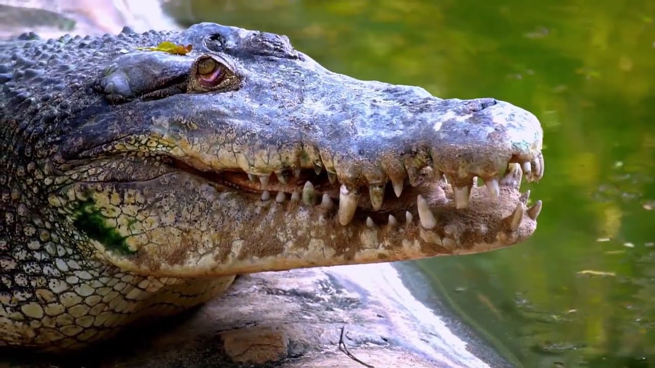Alligator vs Crocodile: Know the Difference