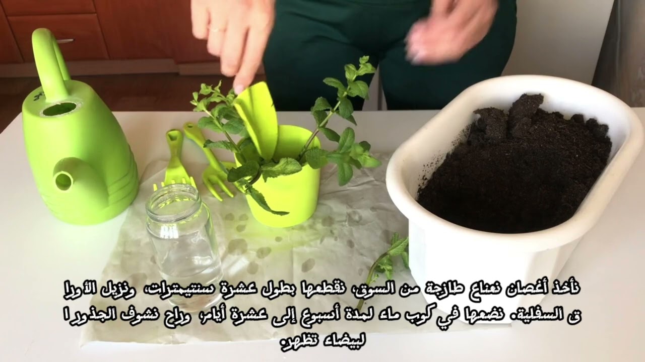 زراعة النعناع في المنزل - النبتة السحرية التي تنمو بسرعة البرق