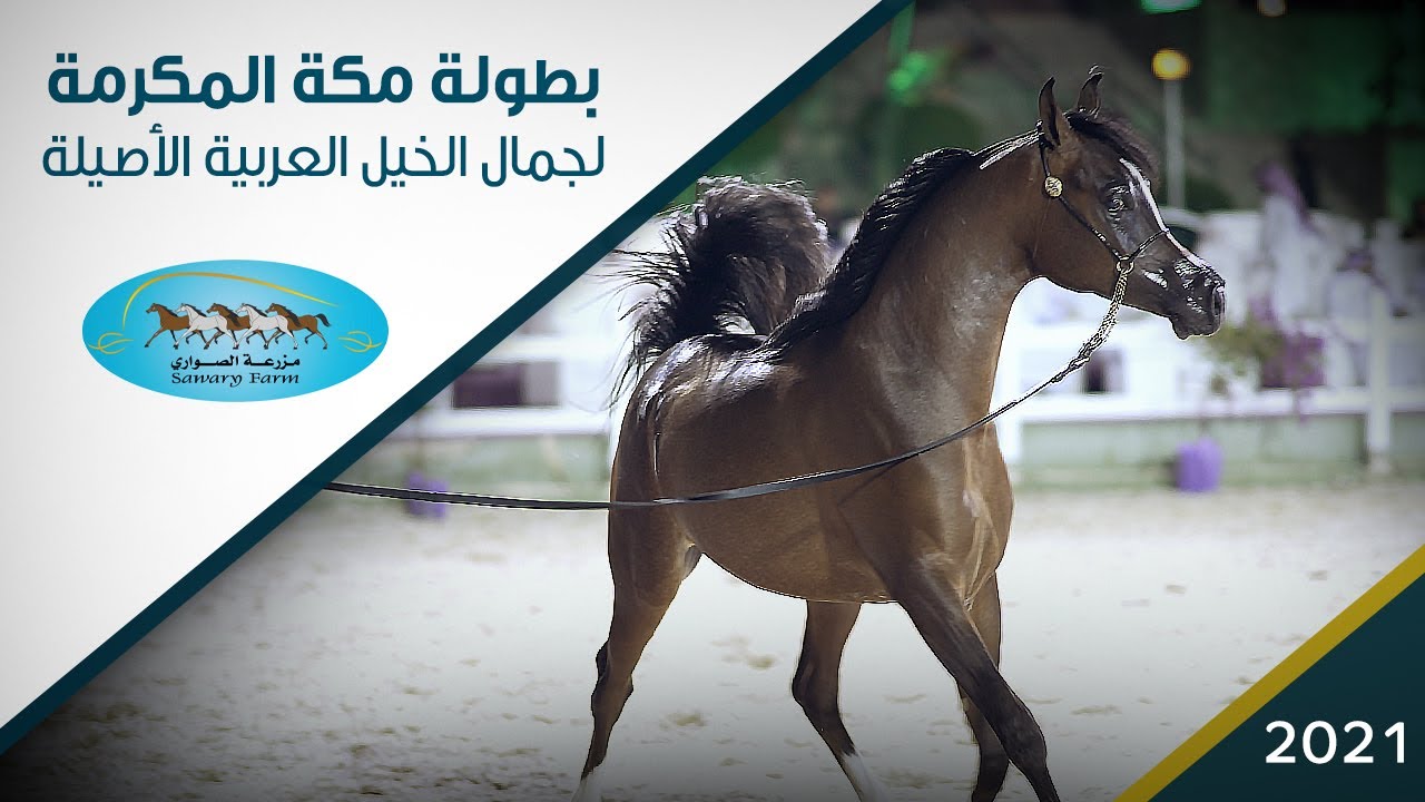 بطولة مكة المكرمة لجمال الخيل العربية الأصيلة 2021 - لقاءات