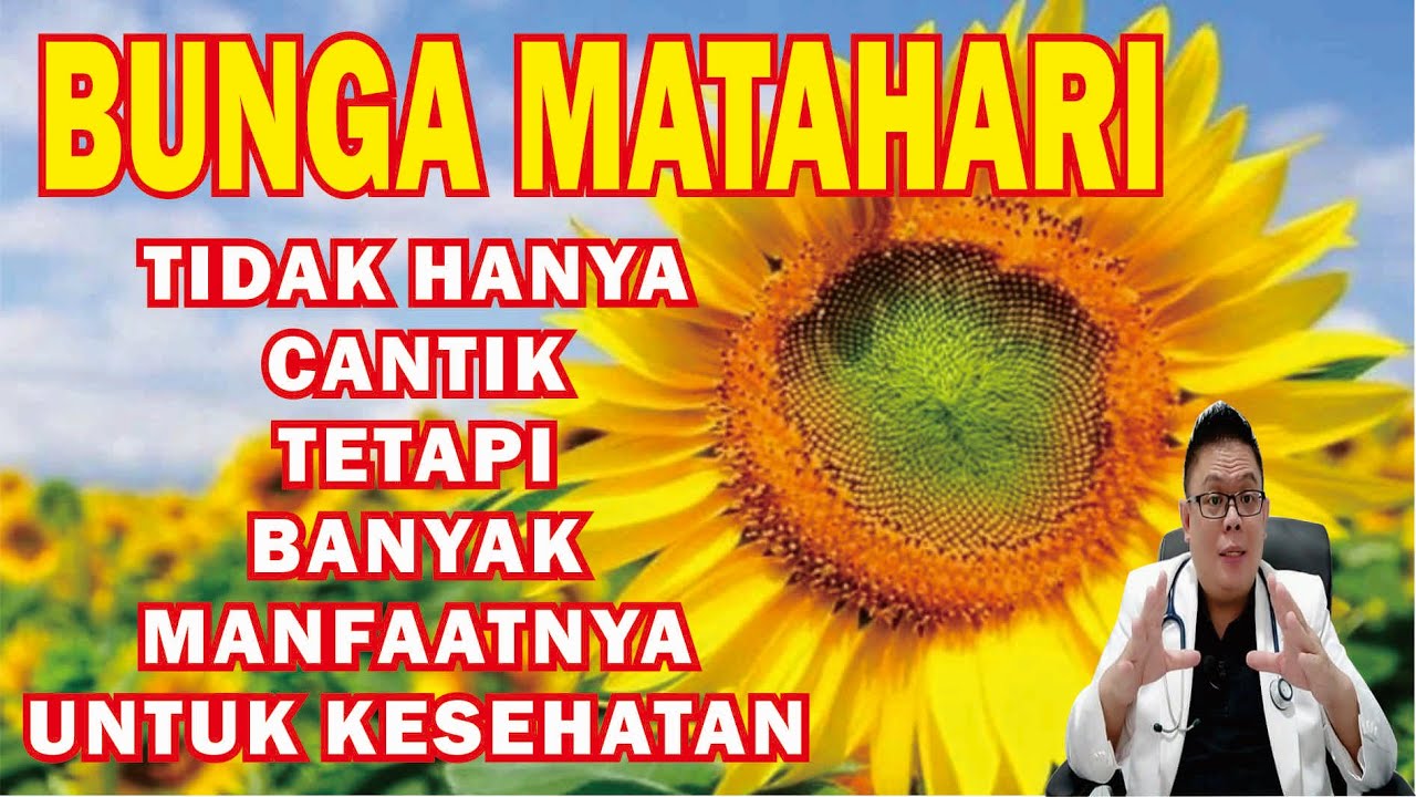 FAKTA MENARIK SERTA MANFAAT BUNGA MATAHARI UNTUK KESEHATAN DAN CARA PENGOLAHANNYA