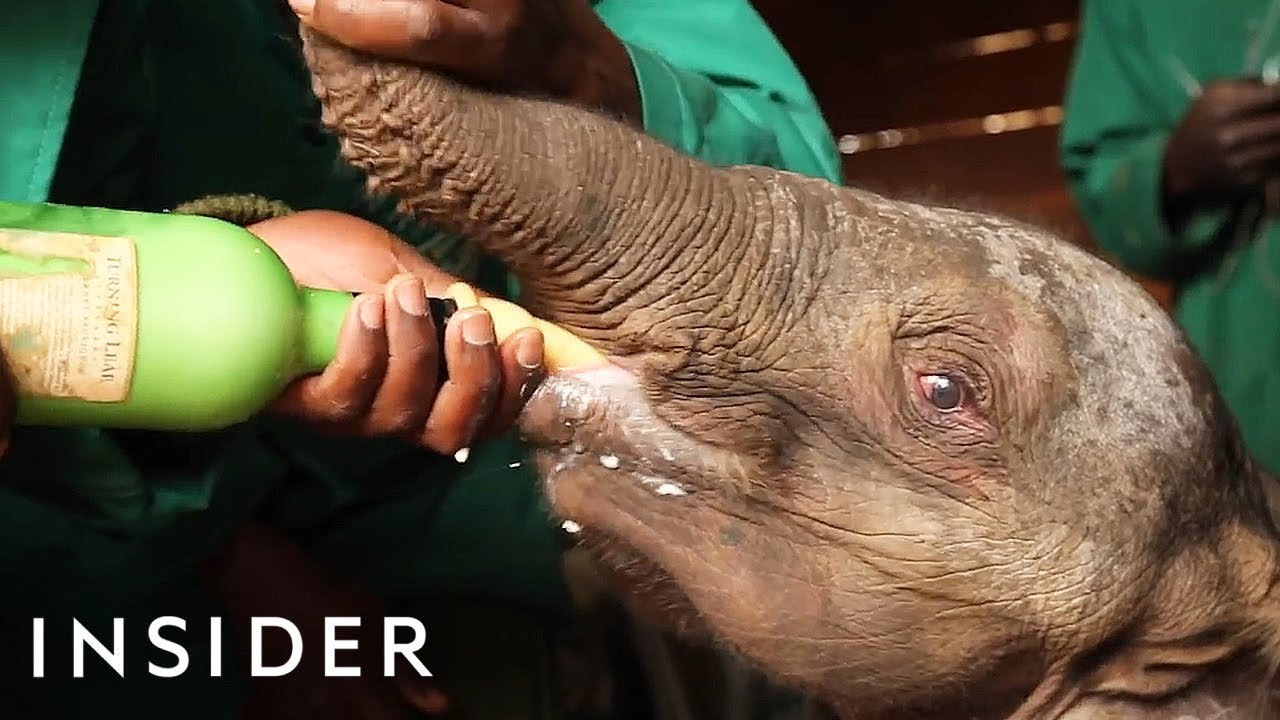 See Inside A Baby Elephant Orphanage That Save African Elephants