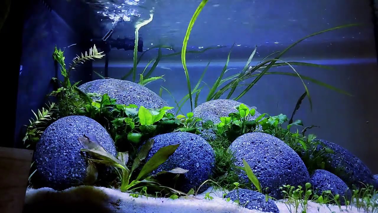 13.5 Fluval Evo - Rebirth