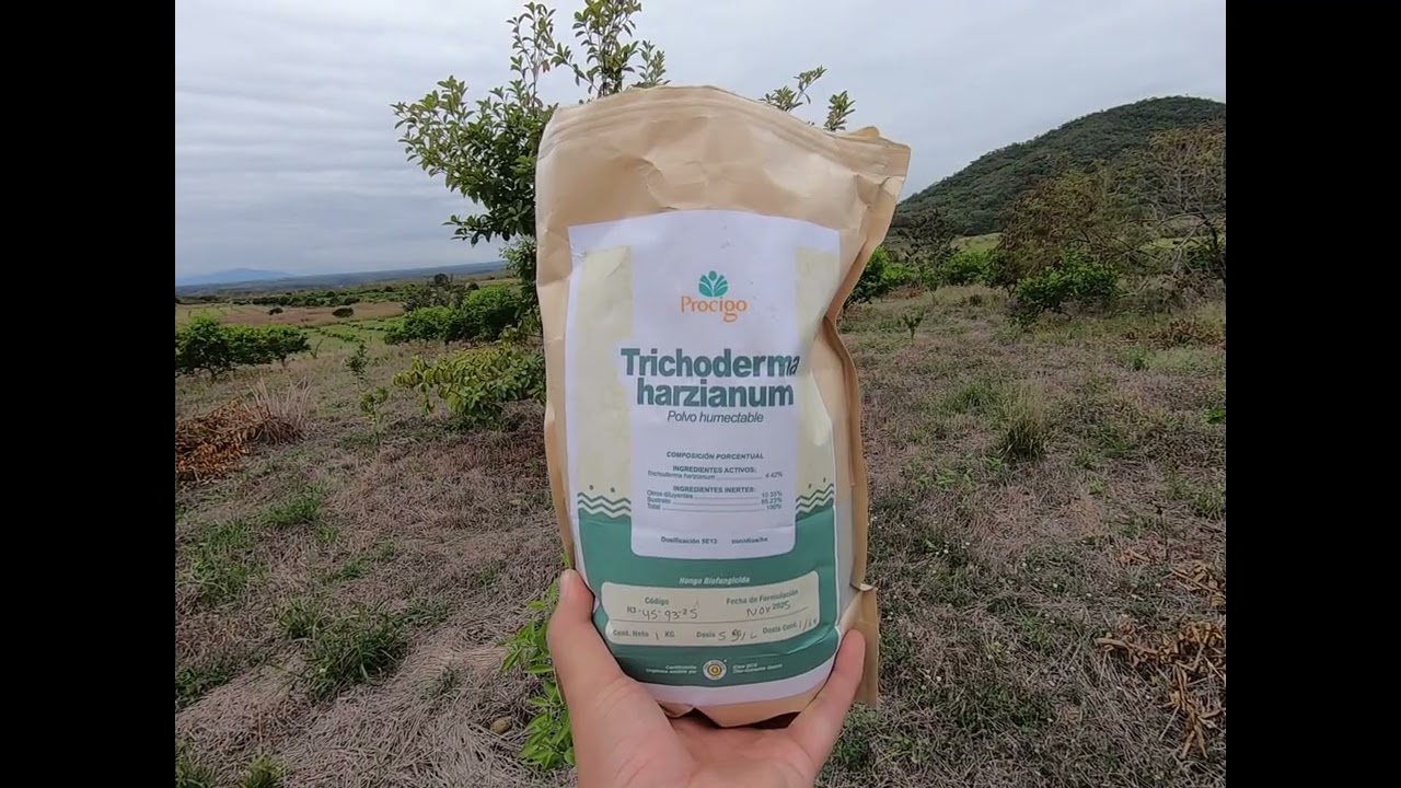 Aplicación de Trichoderma harzianum en Tangerina Dancy con bomba manual