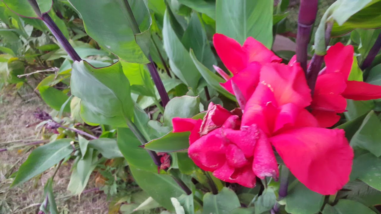 canna indica Kany w ogrodzie Czerwone Canny Paciorecznik