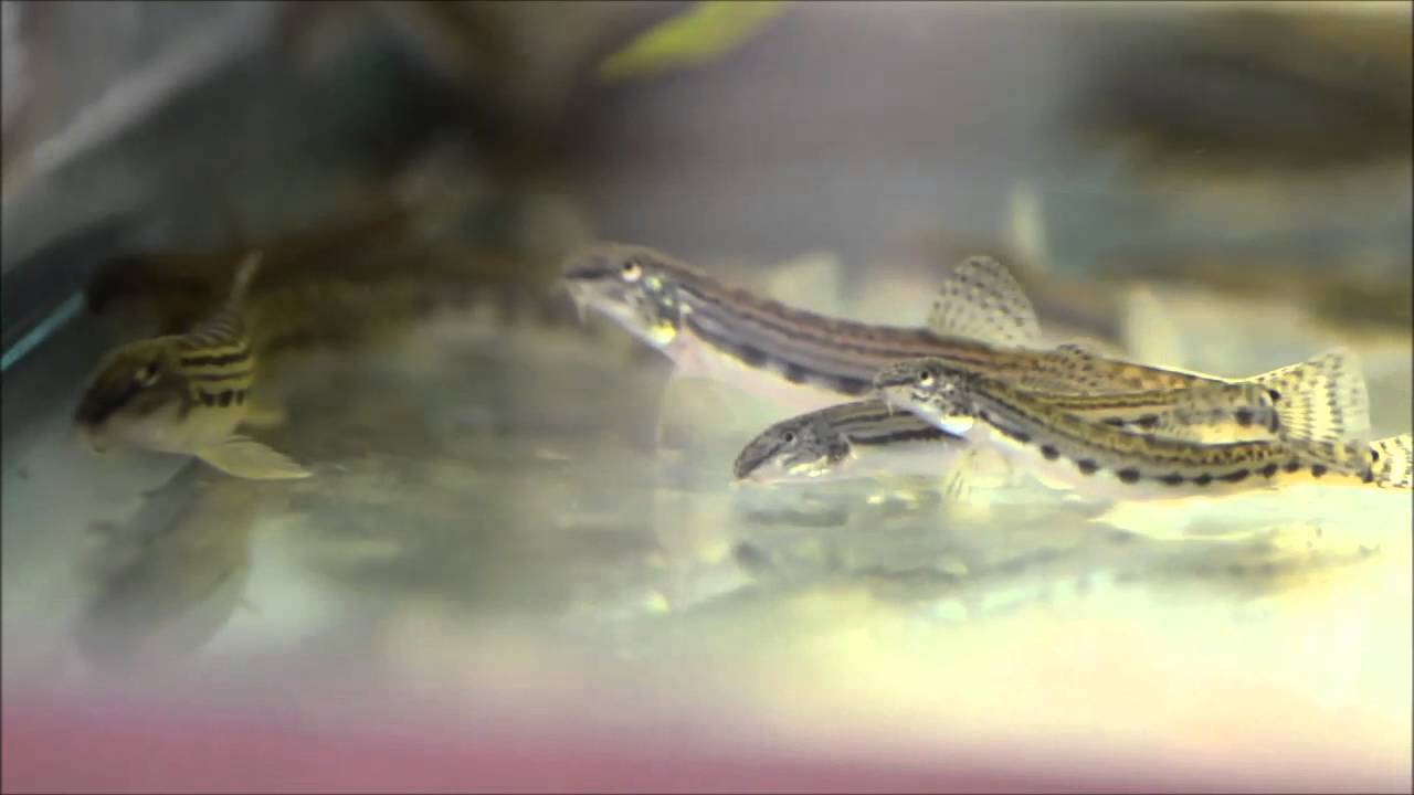 What to look for, Quarantine set-up for fish Part 4, Tuesday Tips