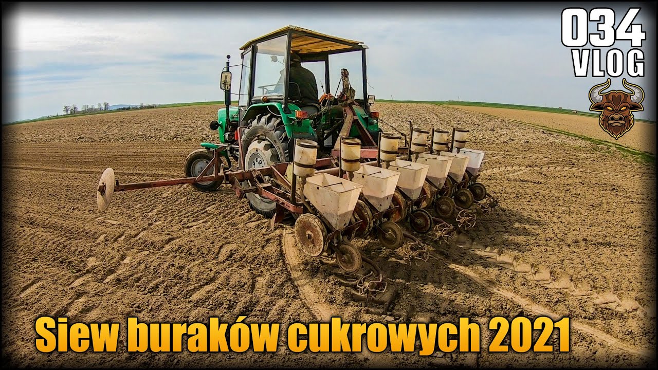 Siew buraków cukrowych 2021 - 