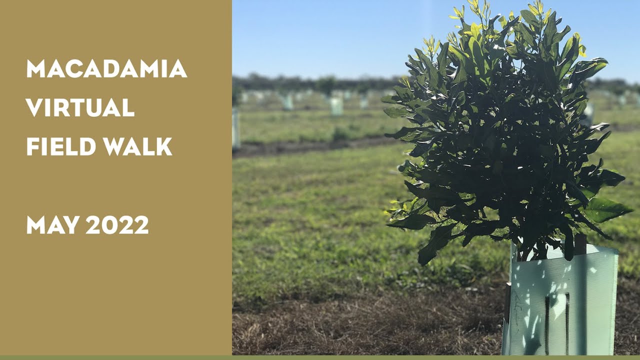 Macadamia Virtual Field Walk: May 2022