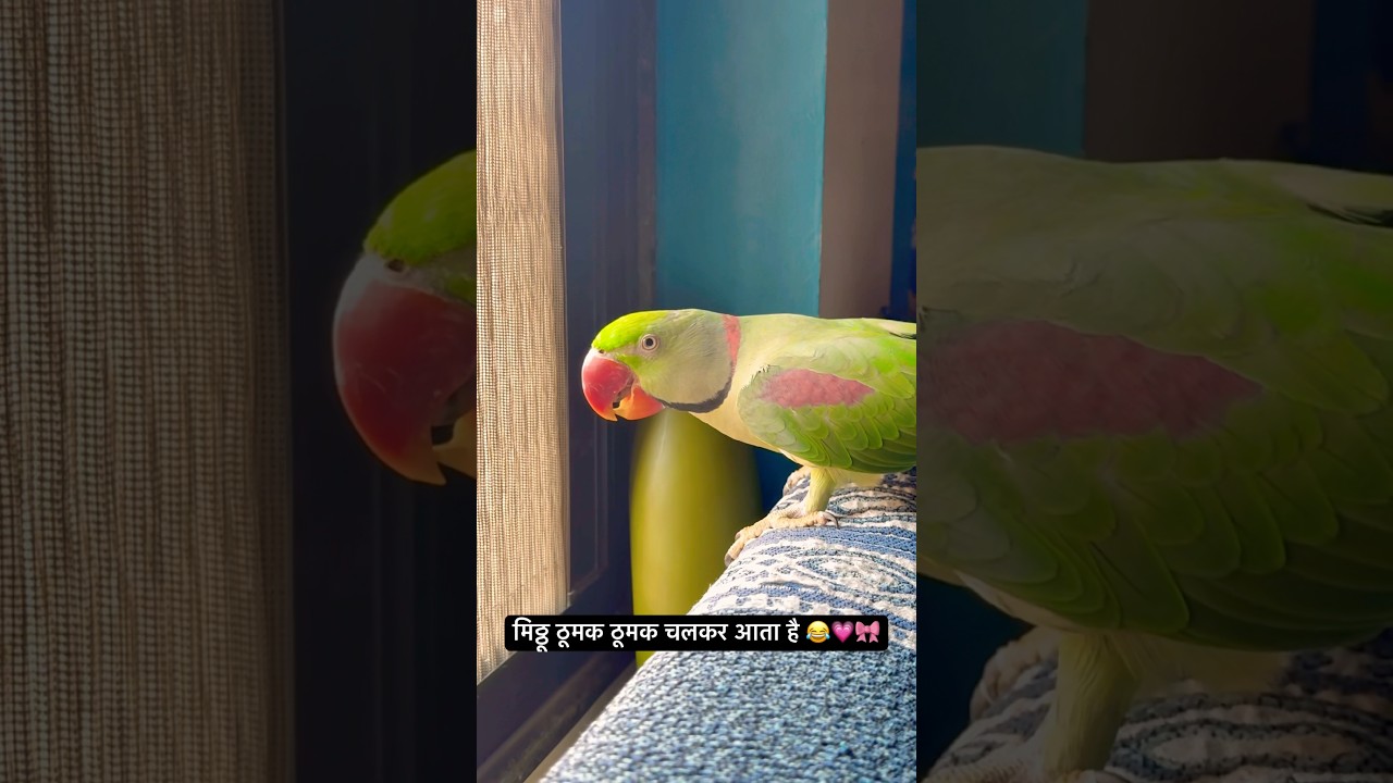 Mitthu comes running 😂💗🎀 #parrot #talkingparrot #talkingparot #mitthu #shorts #yosho
