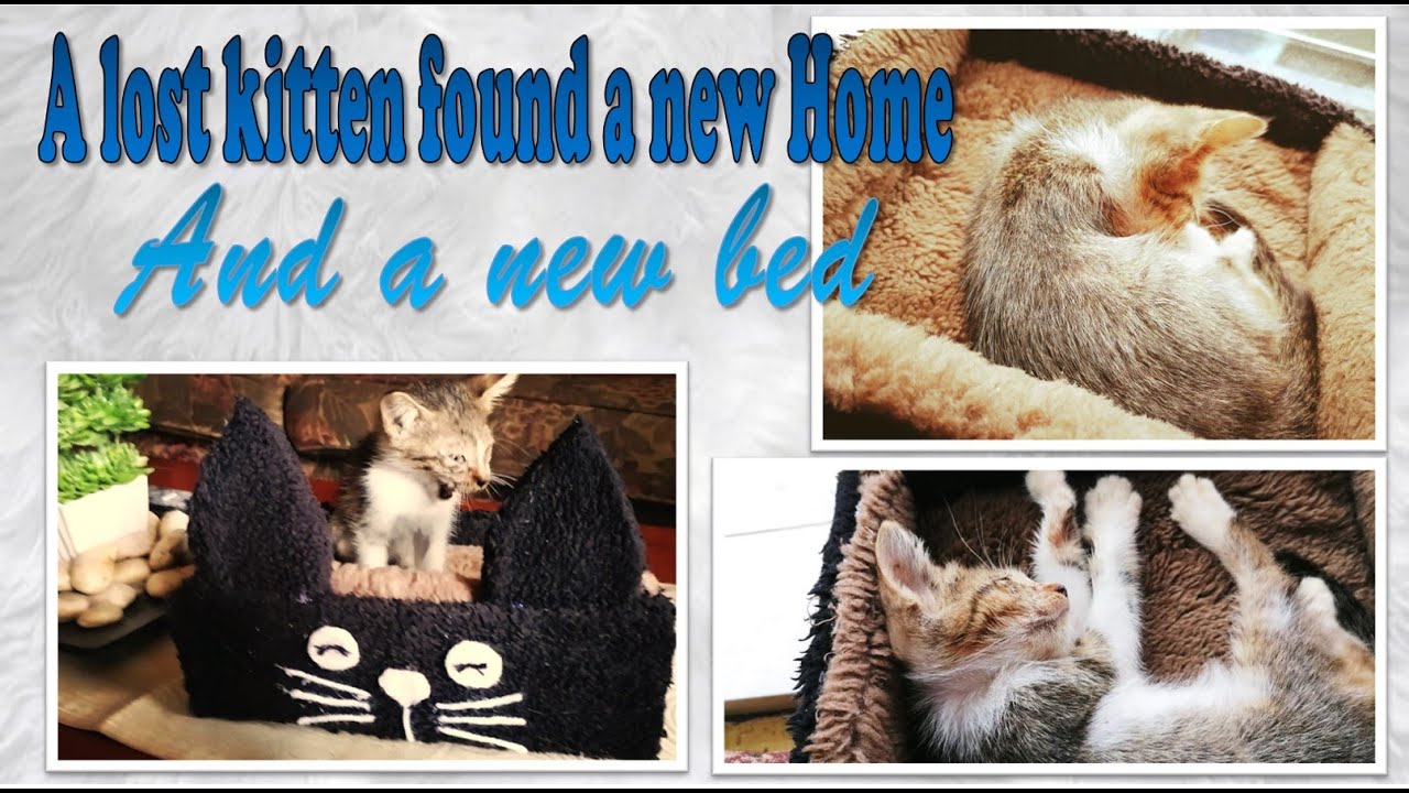 DIY Pet Bed.. for a stray kitten