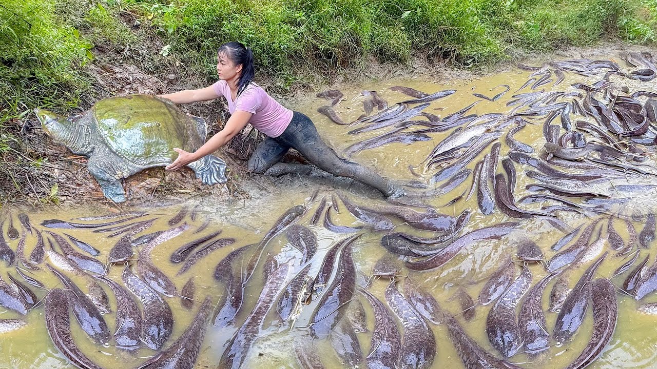 Drained Wild Pond Caught Big Turtle Weighing 10KG And Many Catfish Goes To Countryside Market Sell