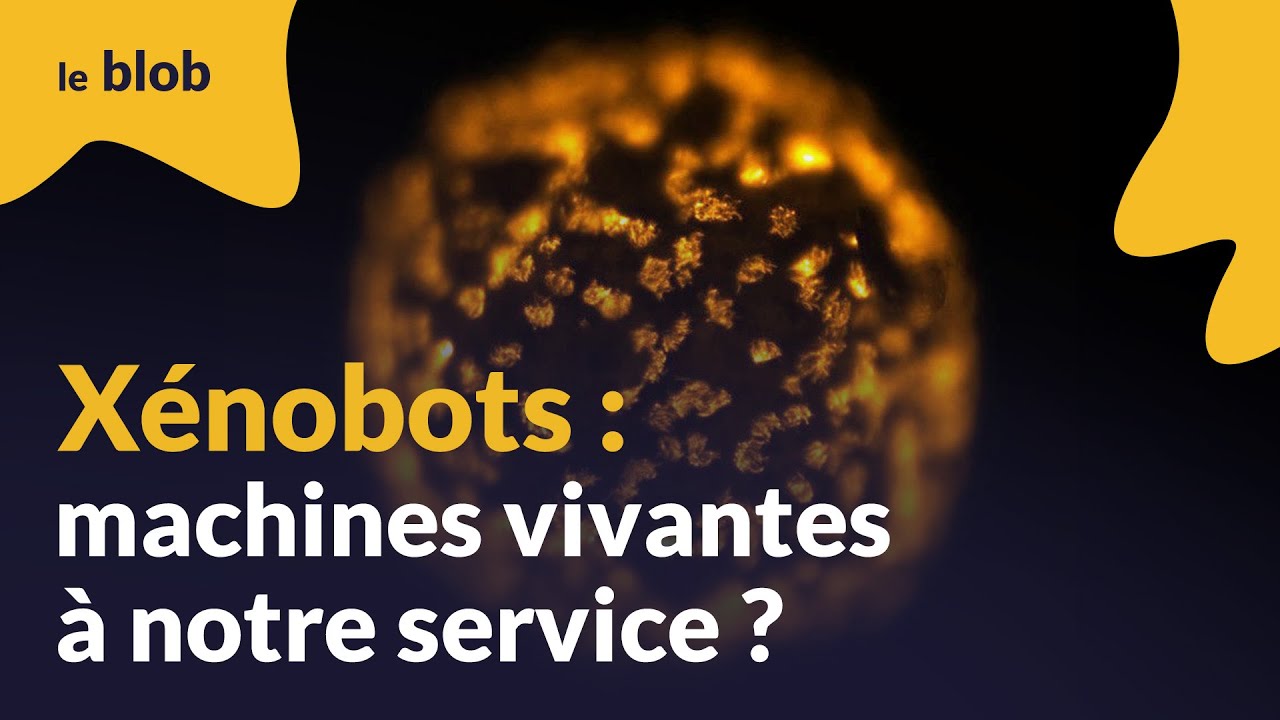X&eacute;nobots : machines vivantes &agrave; notre service ? | Actu de science