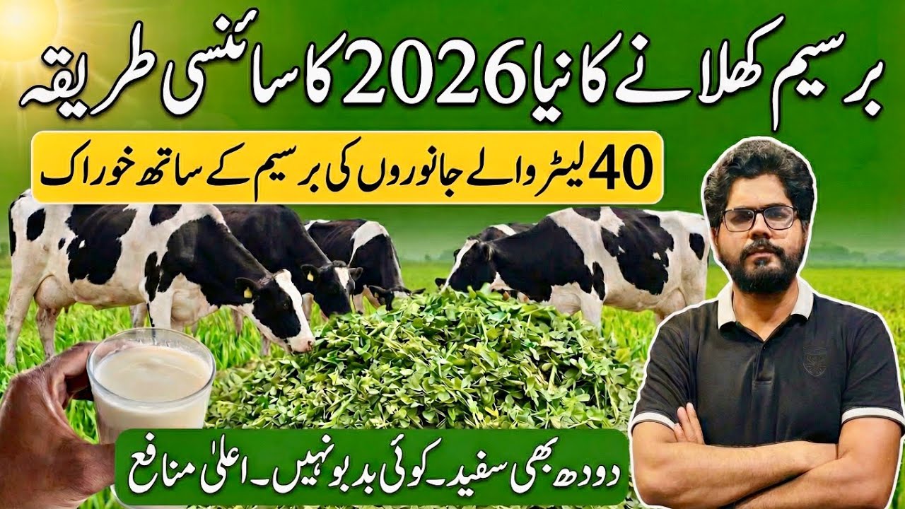 Best scientific method to feed berseem II 40 liter cow ki berseem ki diet II Dr. MUZZAMMIL 