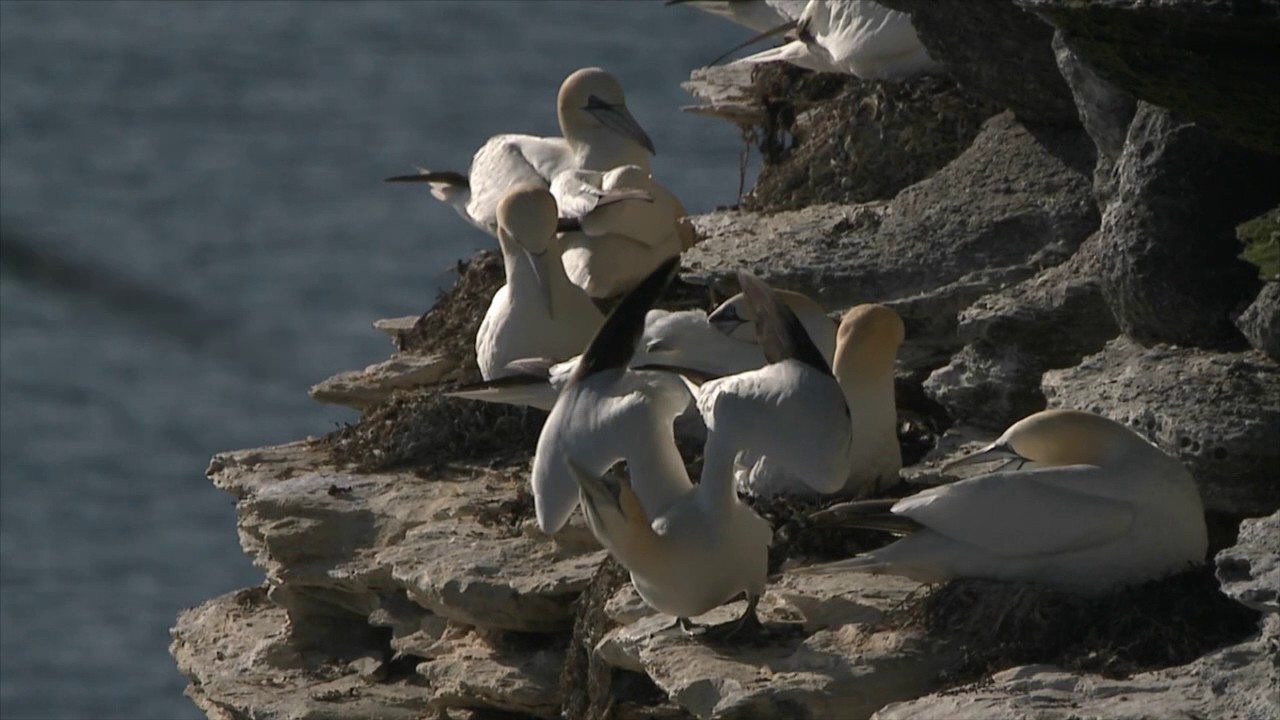 Discover wild Orkney: Summer