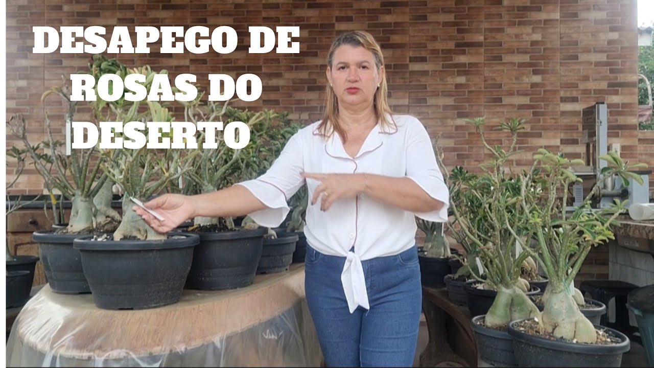 Rosas do deserto SEMENTEIRAS pra VENDAS  são só flores especiais!