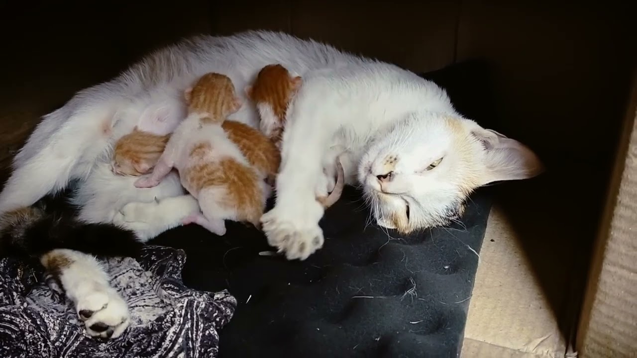 New born baby 😺🍼