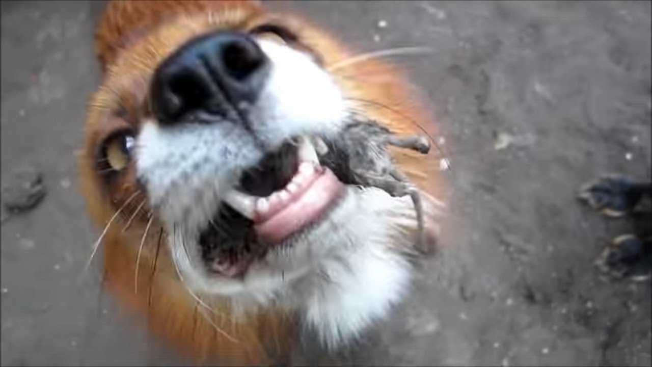 Alf the Fox Brings me a Mouse