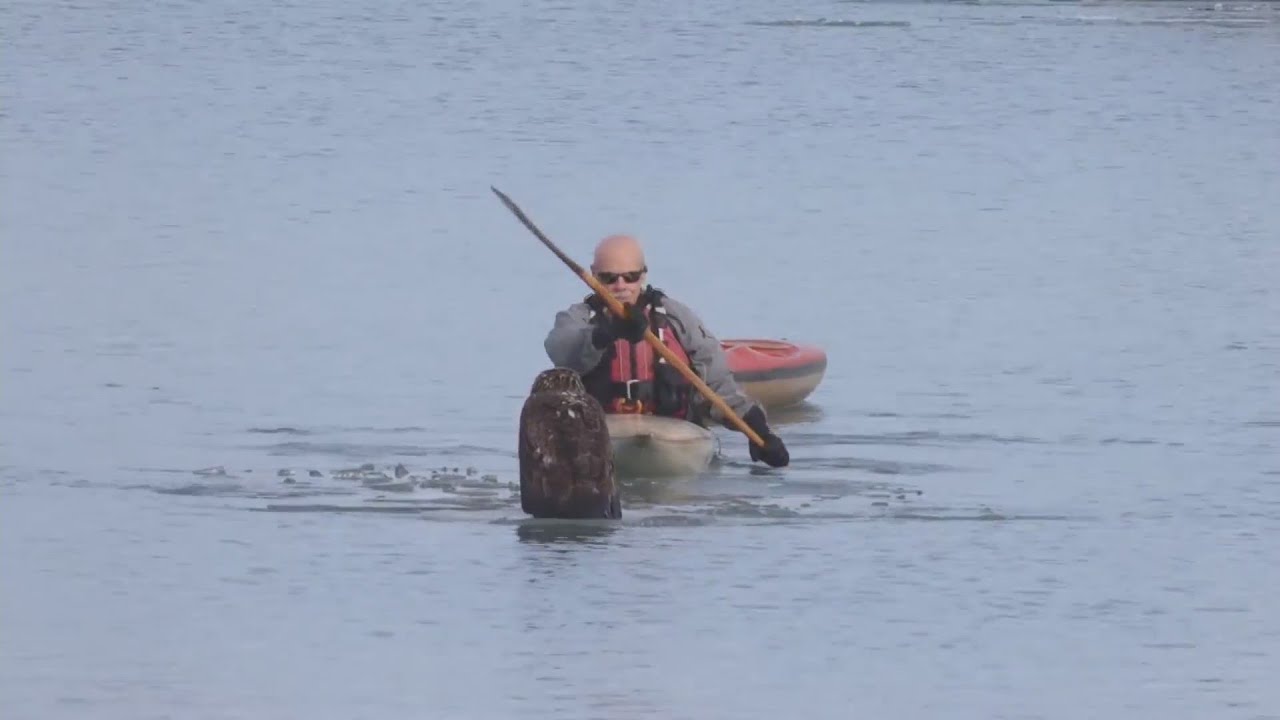 'Brilliant strategy': Video shows dramatic bald eagle rescue in Waukegan Harbor