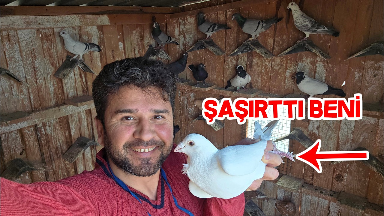 Beyaz Güllü Güvercinin Kanadını Açıyorum