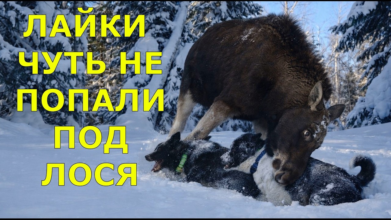 Лайки чуть не попали под лося, соболь поселился возле избы