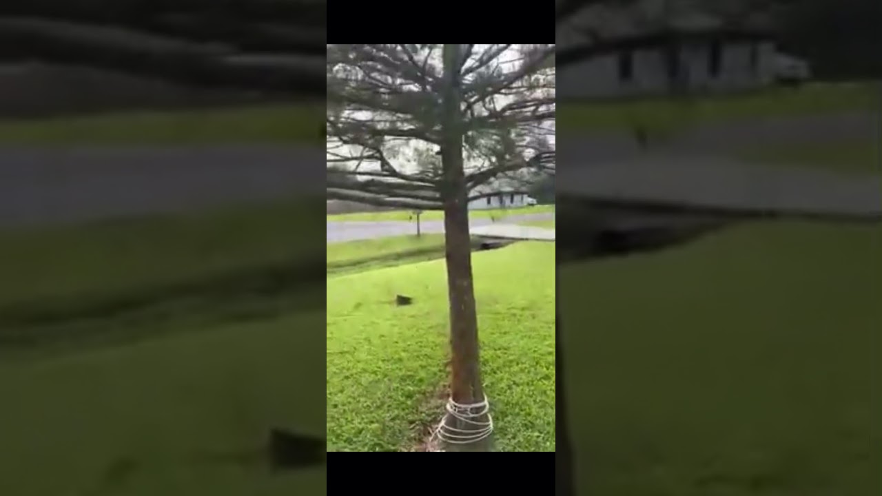 Dog catches Cat out the Sky in amazing video
