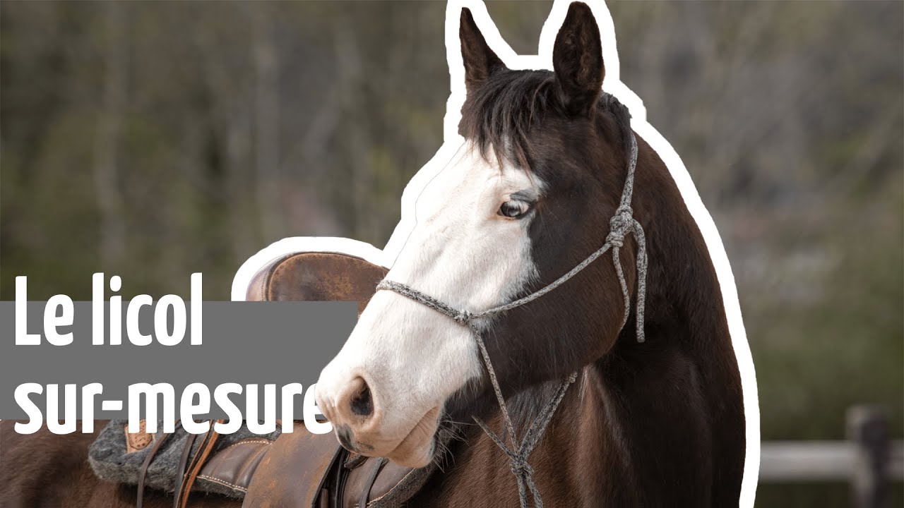 Horse & Tips | Prendre des mesures pour un licol