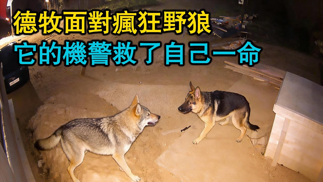 德牧面對瘋狂野狼,它的機警救了自己一命！浣熊遭遇野狼，驚險爬上圍欄逃生！野狼深夜來襲，小橘貓在護衛犬的幫助下，死裏逃生！