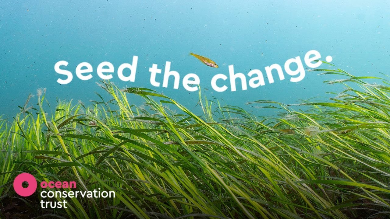 Seed the Change | Big Give 2024 | Ocean Conservation Trust
