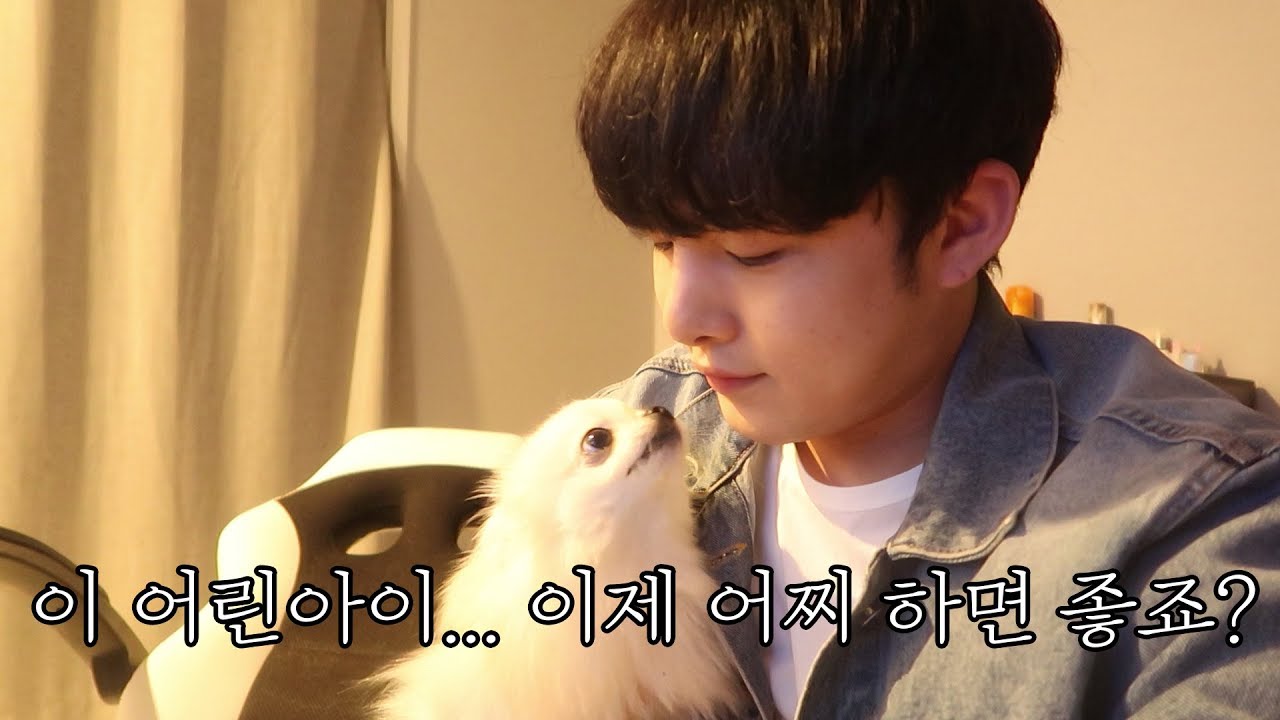 180만원에 분양받은 포메(푸딩이) 알고보니 폼피츠라네요..사기당했어요 조심하세요..