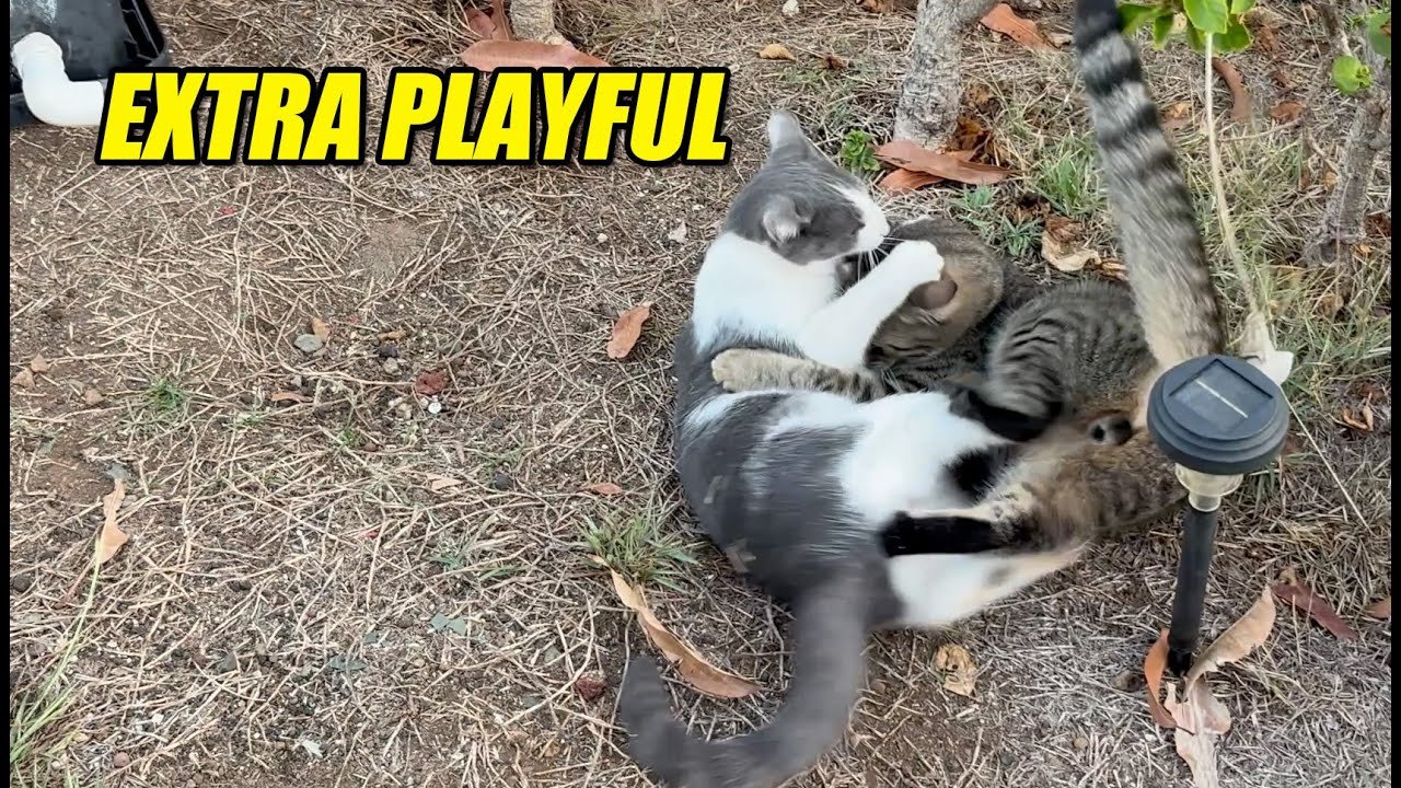 BJ, Tumbles & Twinkles Were Extra Playful Today 😺🐾 | Oct 10, 2025