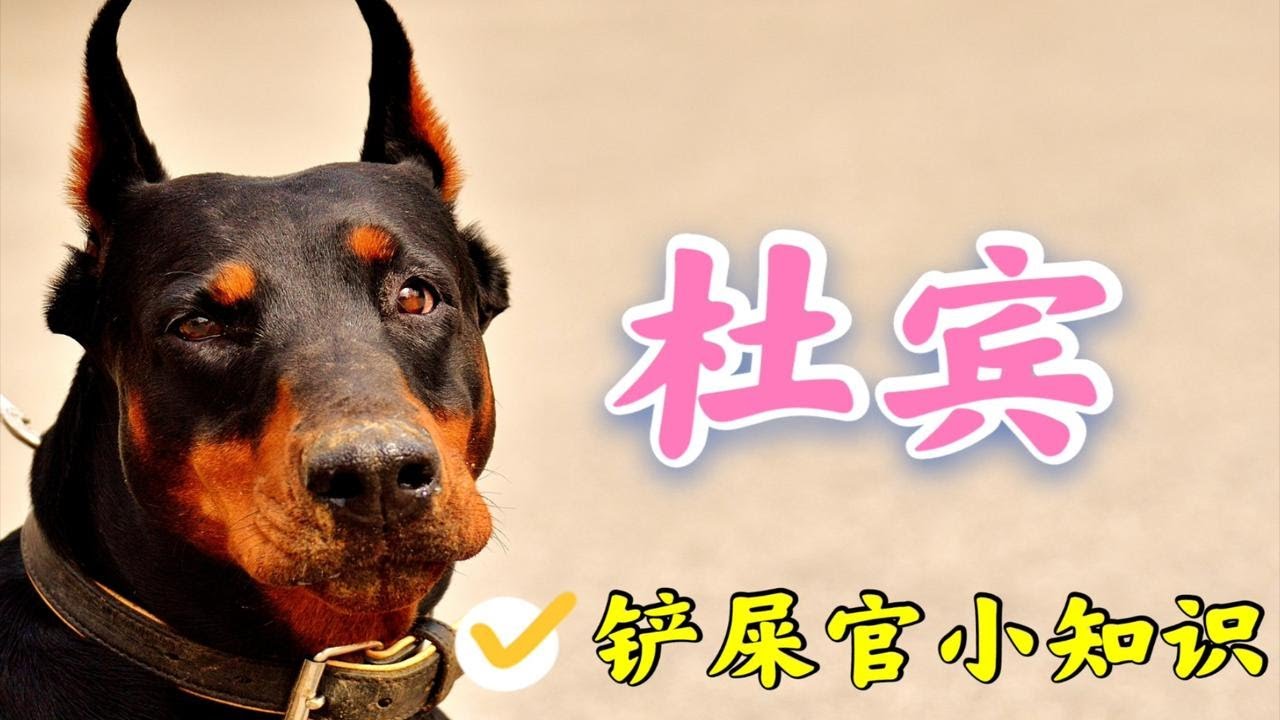 没想到杜宾原来是罗威纳的儿子，国内的杜宾犬不是真正的西装暴徒