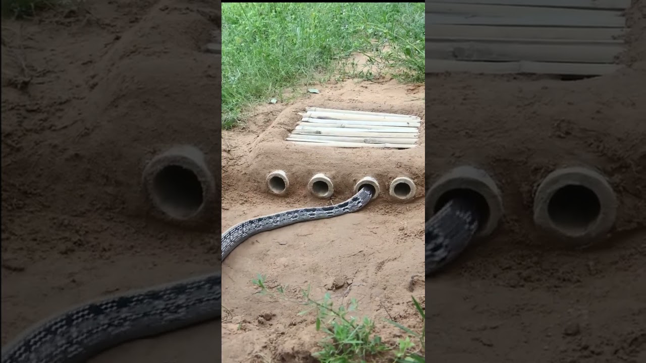 I Spent 30 Days Trapping COBRAS with Traditional Hunting Techniques  #kingcobra #snake