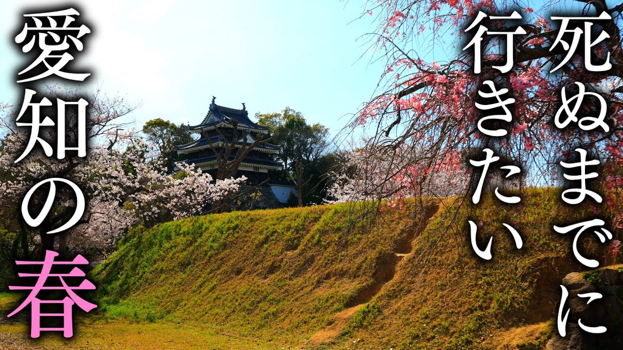 【西尾の桜景】春に行きたい愛知の絶景スポット5選 - Japan in 8K
