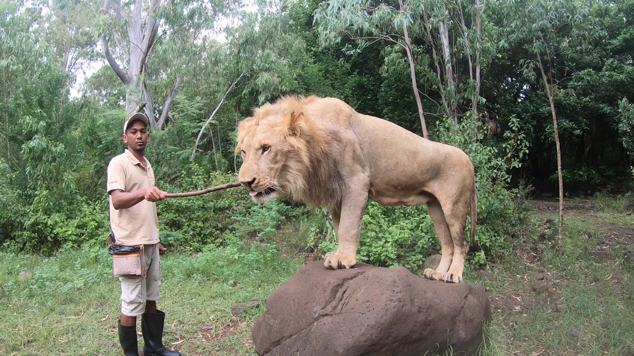 walking with lions in Mauritius! Must try!
