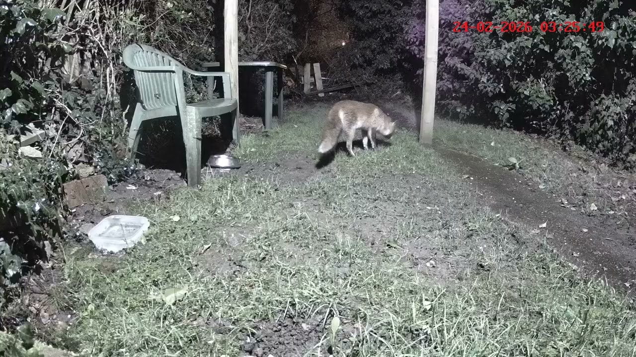 Flash and Claudette out for an early breakfast 🦊💕🦊👀