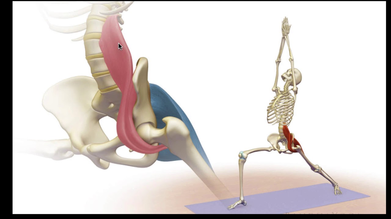Deze spier (psoas major) kan RUGPIJN veroorzaken!